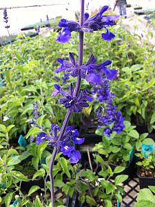 SALVIA 'Indigo Spires', Indigo Spires Sage