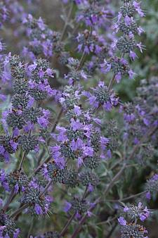 SALVIA leucophylla x clevelandii 'Pozo Blue', 