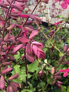 SALVIA hybrid 'Wendy's Wish', 