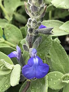 SALVIA chamaedryoides, Germander's Sage