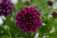 SCABIOSA columbaria 'Gelato Blueberry', Pincushion Flower