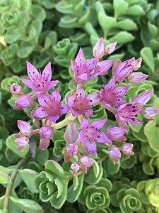 SEDUM spurium 'John Creech', Two-row Stonecrop