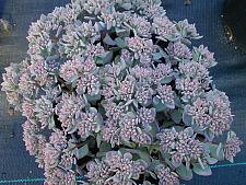 SEDUM cauticola 'Lidakense', Stonecrop