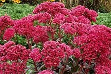 SEDUM 'Thunderhead', Stonecrop