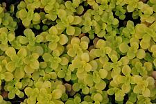 SEDUM makinoi 'Ogon', Stonecrop