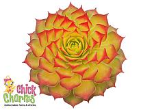 SEMPERVIVUM Chick Charms 'Gold Nugget', Hen and Chicks, Common Houseleek