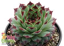 SEMPERVIVUM Chick Charms 'Mint Marvel', Hen and Chicks, Common Houseleek