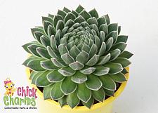 SEMPERVIVUM Chick Charms 'Sugar Shimmer', Hen and Chicks, Common Houseleek