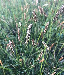 SESLERIA 'Greenlee', Greenlee Moor Grass