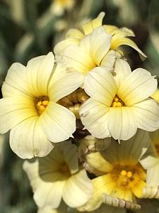 SISYRINCHIUM striatum 'Aunt May', Variegated Argentine Blue-Eyed Grass