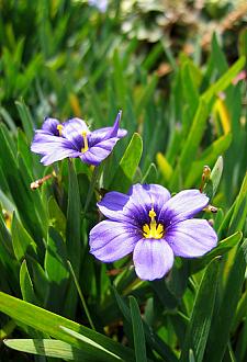 SISYRINCHIUM bellum 'Rocky Point', Dwarf Californian Blue-Eyed Grass