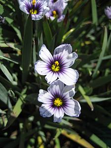 SISYRINCHIUM bellum 'Nanum', Dwarf Californian Blue-Eyed Grass