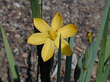 SISYRINCHIUM californicum, Yellow-Eyed Grass