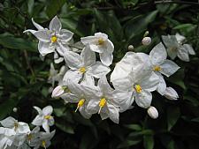 SOLANUM jasminoides, Potato Vine