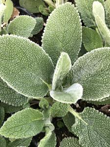 STACHYS byzantina 'Big Ears' (syn. 'Countess Helen von Stein'), Big Ears Lambs Ears, Woolly Betony