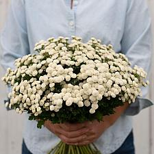 TANACETUM parthenium 'Virgo' (syn. CHRYSANTHEMUM, MATRICARIA), Feverfew, Matricaria