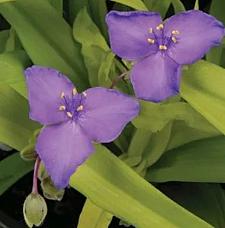 TRADESCANTIA andersoniana 'Gold' (syn. SETCREASEA), Spiderwort, Spider Lily