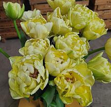 TULIPA 'Avant Garde', Tulip, Peony Tulip, Double Tulip