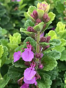 TEUCRIUM chamaedrys 'Summer Sunshine', Wall Germander