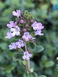 THYMUS x citriodorus 'Lime Green', Lime Green Thyme