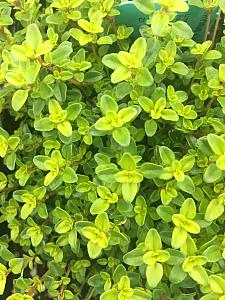 THYMUS x citriodorus 'Lime', Lime Thyme