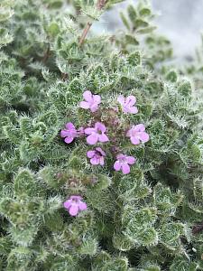 THYMUS pseudolanuginosus, Woolly Thyme