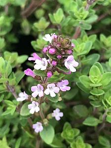 THYMUS x citriodorus (Lemon), Lemon Scented Thyme