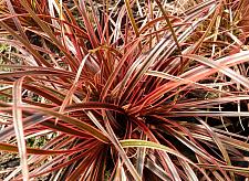 UNCINIA rubra 'Belinda's Find', Hook Sedge