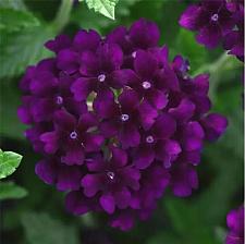 VERBENA Lascar 'Black Velvet' (syn. 'Klevp15618'), Vervain, Verbena Lascar Series