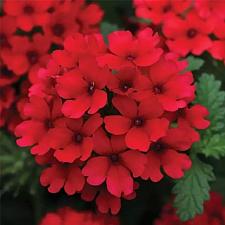 VERBENA Lascar 'Dark Red' (syn. 'Klevp12446'), Vervain, Verbena Lascar Series