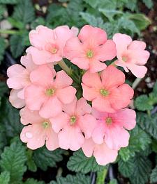 VERBENA hybrid 'Estrella Peach', Estrella Series Verbena