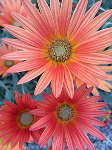 VENEDIO arctotis 'Flame' (syn. ARCTOTIS x hybrida 'Flame'), African Daisy