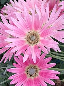 VENEDIO arctotis 'Wine' (syn. ARCTOTIS x hybrida 'Wine'), African Daisy