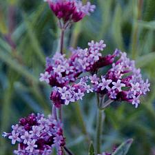 VERBENA bonariensis 'Little One', Dwarf Vervain