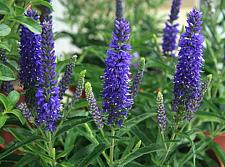 VERONICA 'Novaverblu' (Moody Blues Dark Blue), Dwarf Spike Speedwell