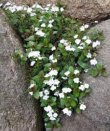 VERONICA 'Whitewater', Speedwell