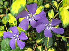 VINCA minor 'Illumination', Dwarf Periwinkle