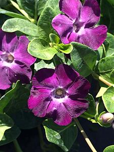 VINCA minor 'Purple/Rosea', Dwarf Periwinkle