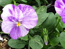 VIOLA 'Columbine', Viola