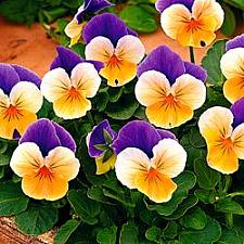 VIOLA cornuta 'Penny Peach Jump-Up', 