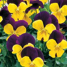 VIOLA cornuta 'Penny Yellow Jump-Up', 