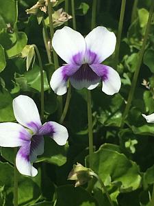 VIOLA hederacea, Ivy Leaf Violet, Australian Violet