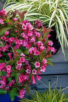 WEIGELA x hybrida Prism 'Inferno' (syn. 'Wg19-103'), Weigela