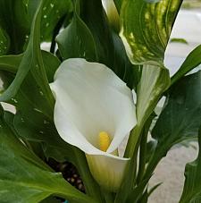 ZANTEDESCHIA 'Snow Storm' (Calla Lily), Calla Lily