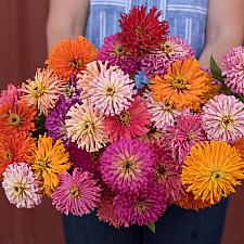 ZINNIA elegans 'Cactus Flowered Mix', Zinnia