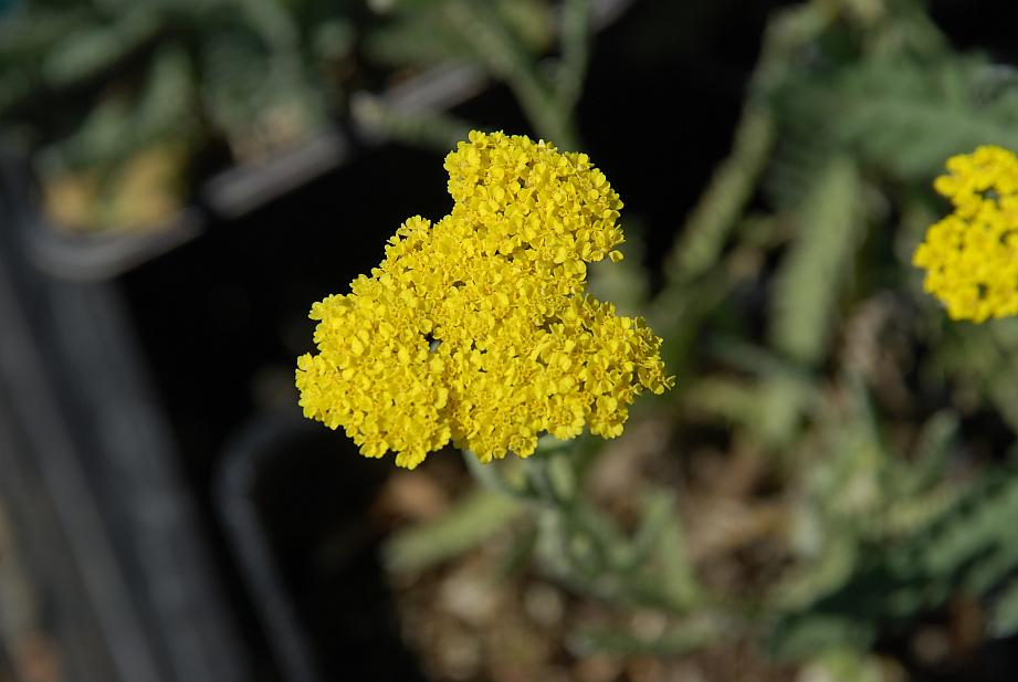 ACHILLEA 'Moonshine', Yarrow, Milfoil