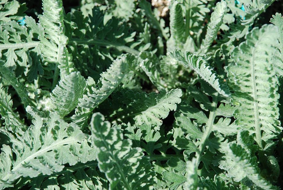 ACHILLEA 'Moonshine', Yarrow, Milfoil