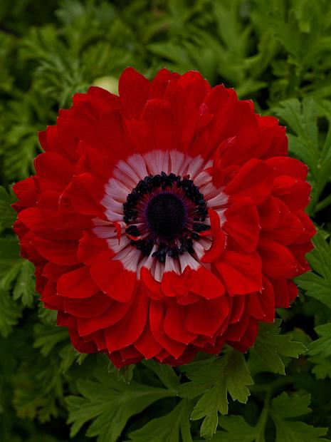 ANEMONE coronaria 'Harmony Double Scarlet', Poppy-flowered Anemone, Windflower