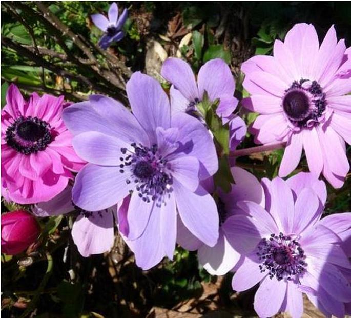 ANEMONE coronaria 'St. Brigid', Poppy-flowered Anemone, Windflower