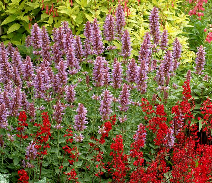 AGASTACHE 'Kudos Silver Blue', Kudos Series Agastache, Dwarf Hyssop